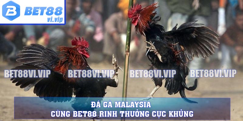 Đá Gà Malaysia - Cùng BET88 Rinh Thưởng Cực Khủng