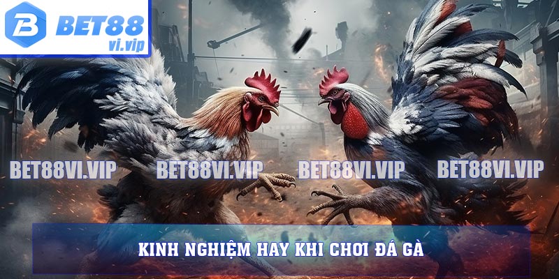 Kinh nghiệm hay khi chơi đá gà